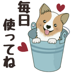 日常編☆コーギーのコタくん