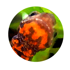 赤いお腹のイモリくんたち&ときどき仲間