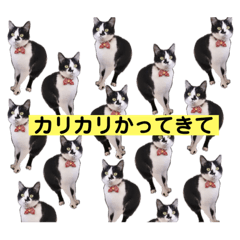 むぎとまーごのねこすたんぷ