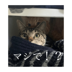 ふみもちーずスタンプ