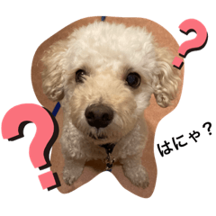 マルプーのくーさん②