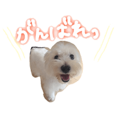 愛するわんこ - ウエスティ編（その2）