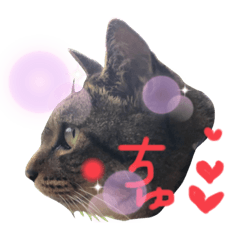 実家のトラです！