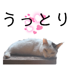 いとう農園いぬねこスタンプ@OKINAWA