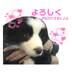 ボーダーコリーお千代のすたんぷなにょよ❤