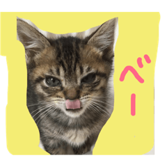 愛猫、こてちゅ