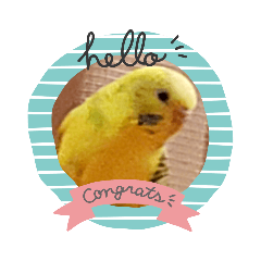 セキセイインコ&Mダックス