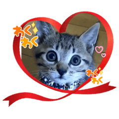 とらたまちょこ