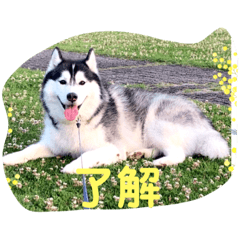 ハスキーウィルくん