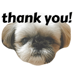 ぶちゃかわのんちゃん