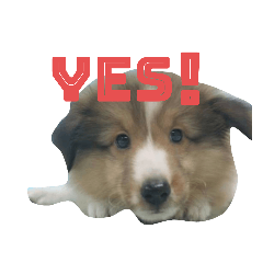 シェルティ(パピーラッシュ)