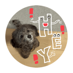 タイニープードルのNico