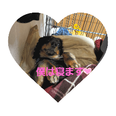 愛犬そらくんのスタンプ