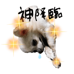 しろくろきいろ2