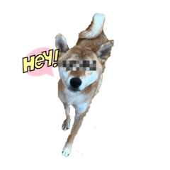 犬のとらのすけ　Ｎo1