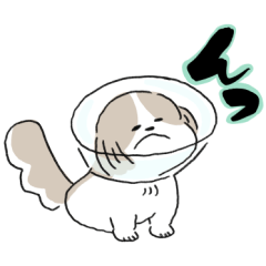 ペキニーズ パーティーカラーちゃん