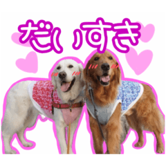 なかよしゴールデンレトリバーのモア&こと