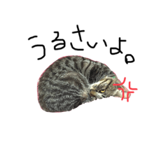 うちの猫……