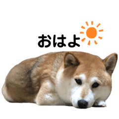 しば犬 はなちゃん