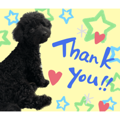 黒プー　ベルちゃん1