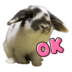 ウサギのオレオ1