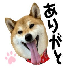 うめ芝　柴犬の日常　いつもほっこり