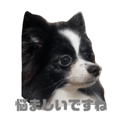 スーパーキューティーオレオぴん