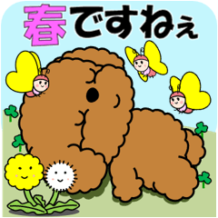 飛び出すトイプー「春ですね」