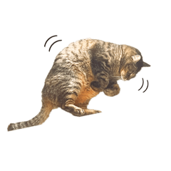 雑種ネコのよく使えるスタンプ