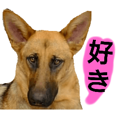 犬シェパードの挨拶