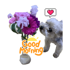 わんこ　茶色わんこ