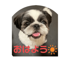 白黒ワンコごま♡