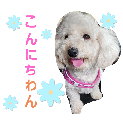 デカプークッキー&ダップーシュガー　2