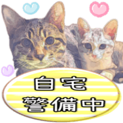 絵画風ネコ♡文章の隙間にゴロゴロさせてね