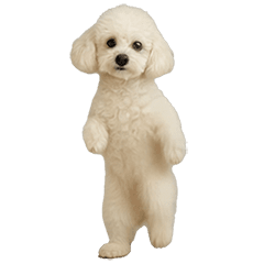 ❤️飼い主を煽る❤️