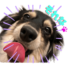 ワンワン❤️スタンプ