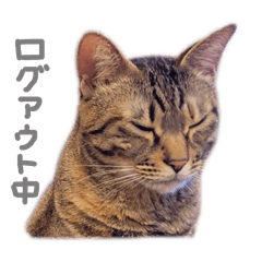 おっとり猫ꕤ︎︎もずくちゃん