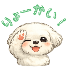 ふわふわマルチーズ家族連絡