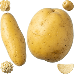 ジャガイモ　実写