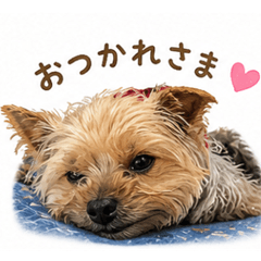 ヨークシャーテリアの毎日スタンプ40