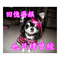 EMO Chihuahua