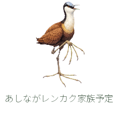 あしながレンカク家族予定