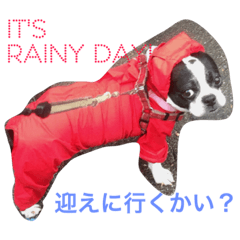 ボステリちゃん