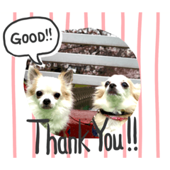 わんこ スタンプ