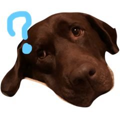 チョコラブモカちゃん