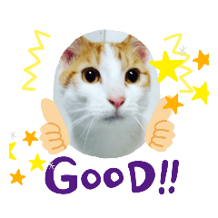 スーパーねこちゃん