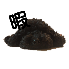 黒トイプードルのひじきちゃん