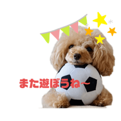 トイプードルANZU姫2