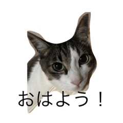 実家で飼ってるクロちゃんスタンプ 第2弾