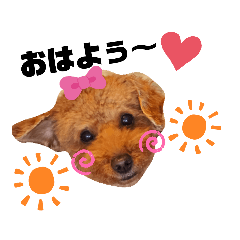 まいぺーすないぬ☆くう